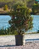 Needlepoint Holly with glossy green leaves and red berries in a container beside a pond