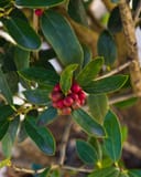 Needlepoint Holly with glossy green leaves and clusters of bright red berries