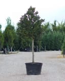 Nellie R Stevens Holly Tree Form with dense evergreen foliage in a nursery container