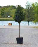 Nellie R Stevens Holly Tree Form with dense dark green foliage in a container beside a pond
