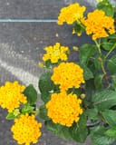 New Gold Lantana with clusters of bright yellow flowers and textured green leaves
