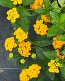 New Gold Lantana with clusters of bright yellow flowers and green foliage