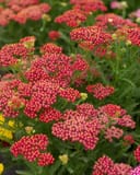 New Vintage Red Yarrow with clusters of red and pink flowers above fernlike foliage