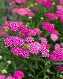 New Vintage Violet Yarrow with clusters of vivid pink flowers and feathery green foliage