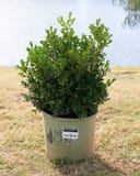 NewGen Independence Boxwood with dense green foliage growing in a nursery container