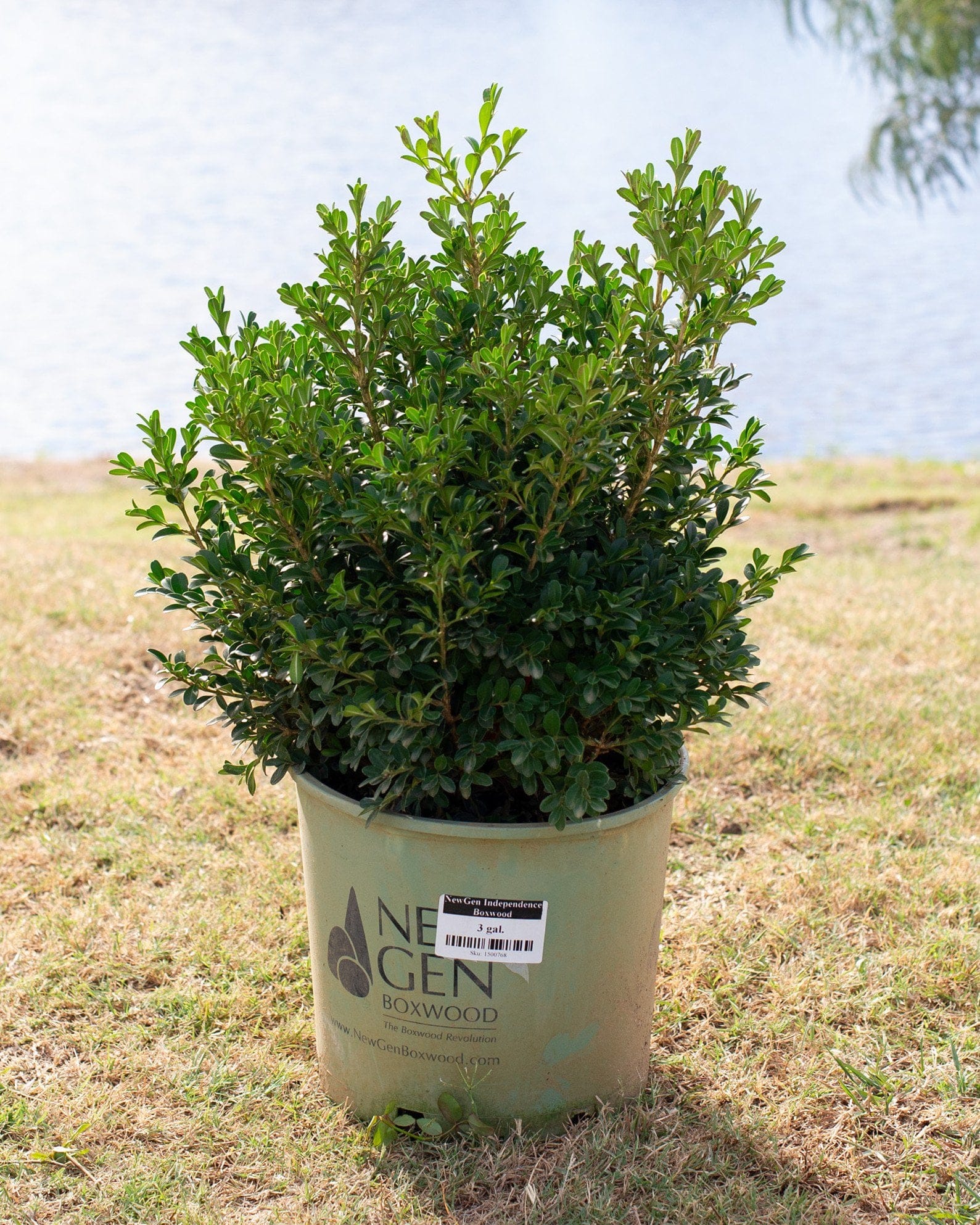 NewGen Independence Boxwood container foliage NewGen Independence Boxwood with dense green foliage growing in a nursery container