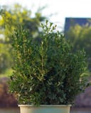 NewGen Independence Boxwood with dense glossy green foliage in a nursery container