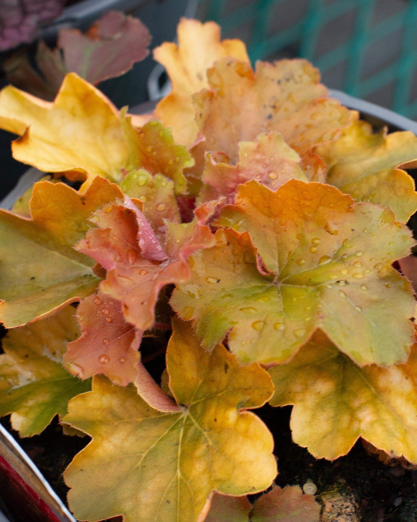 Northern Exposure Amber Heuchera ruffled foliage Northern Exposure Amber Heuchera with ruffled amber, gold and pink foliage covered in water droplets