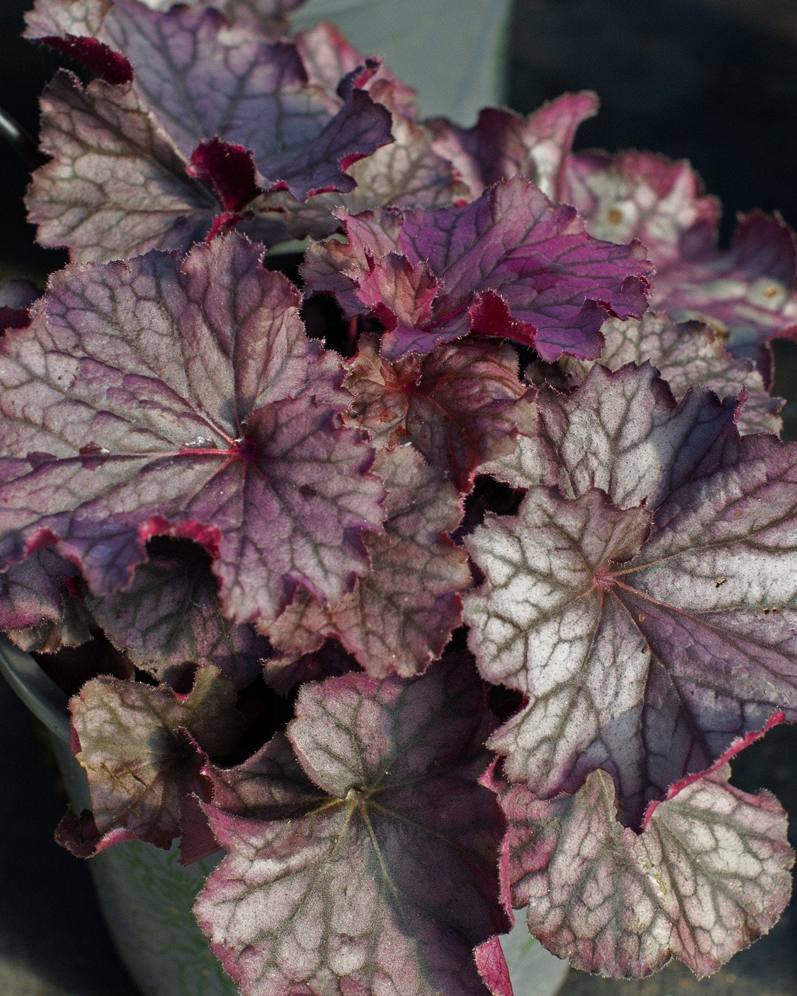 Northern Exposure Purple Heuchera silvery foliage Northern Exposure Purple Heuchera with silvery purple leaves and dark veining