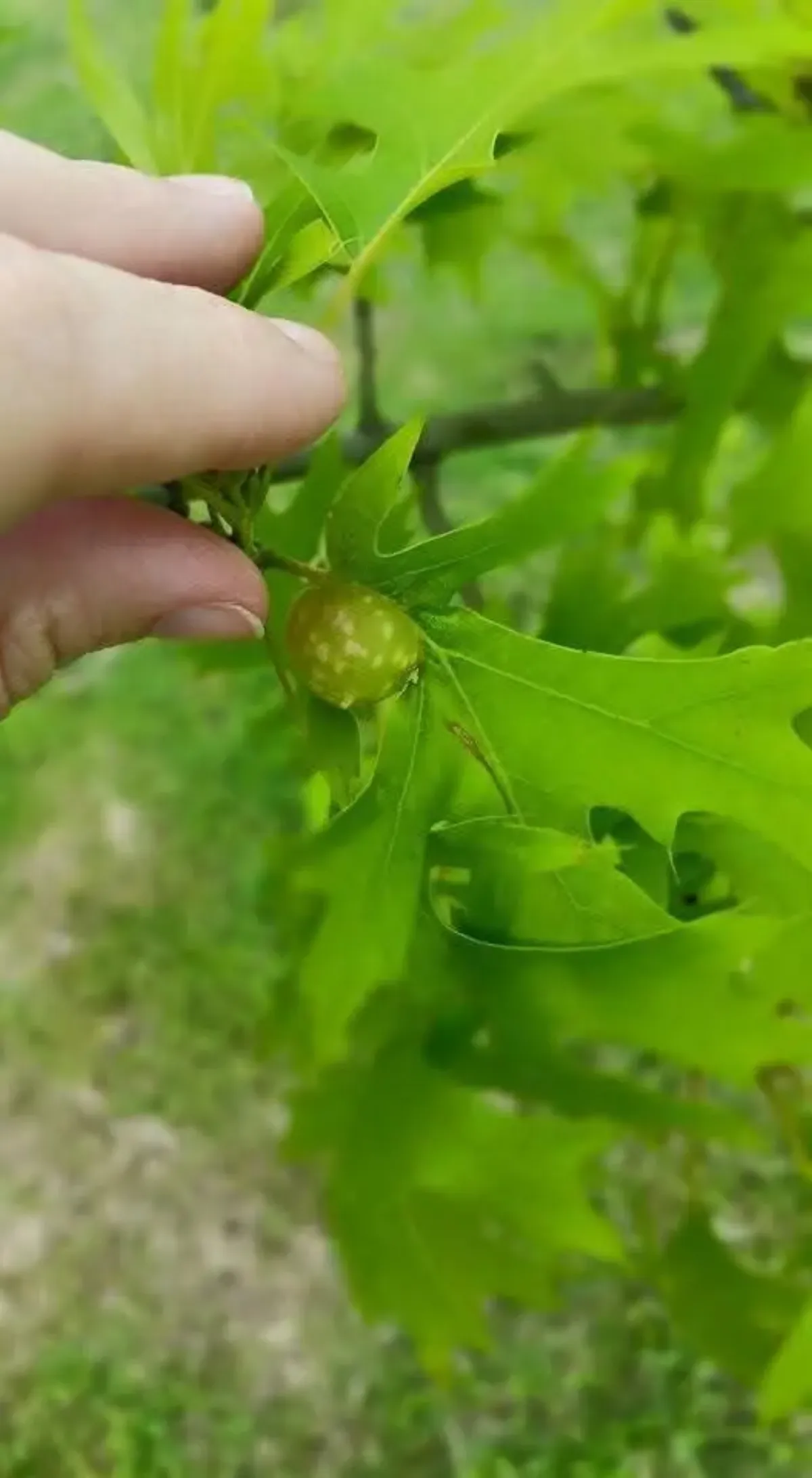 Oak Gall On a Leaf