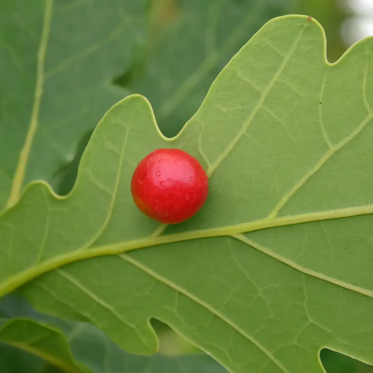 Red Oak Gall