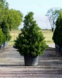 Oakland Holly with dense glossy green foliage in a nursery container