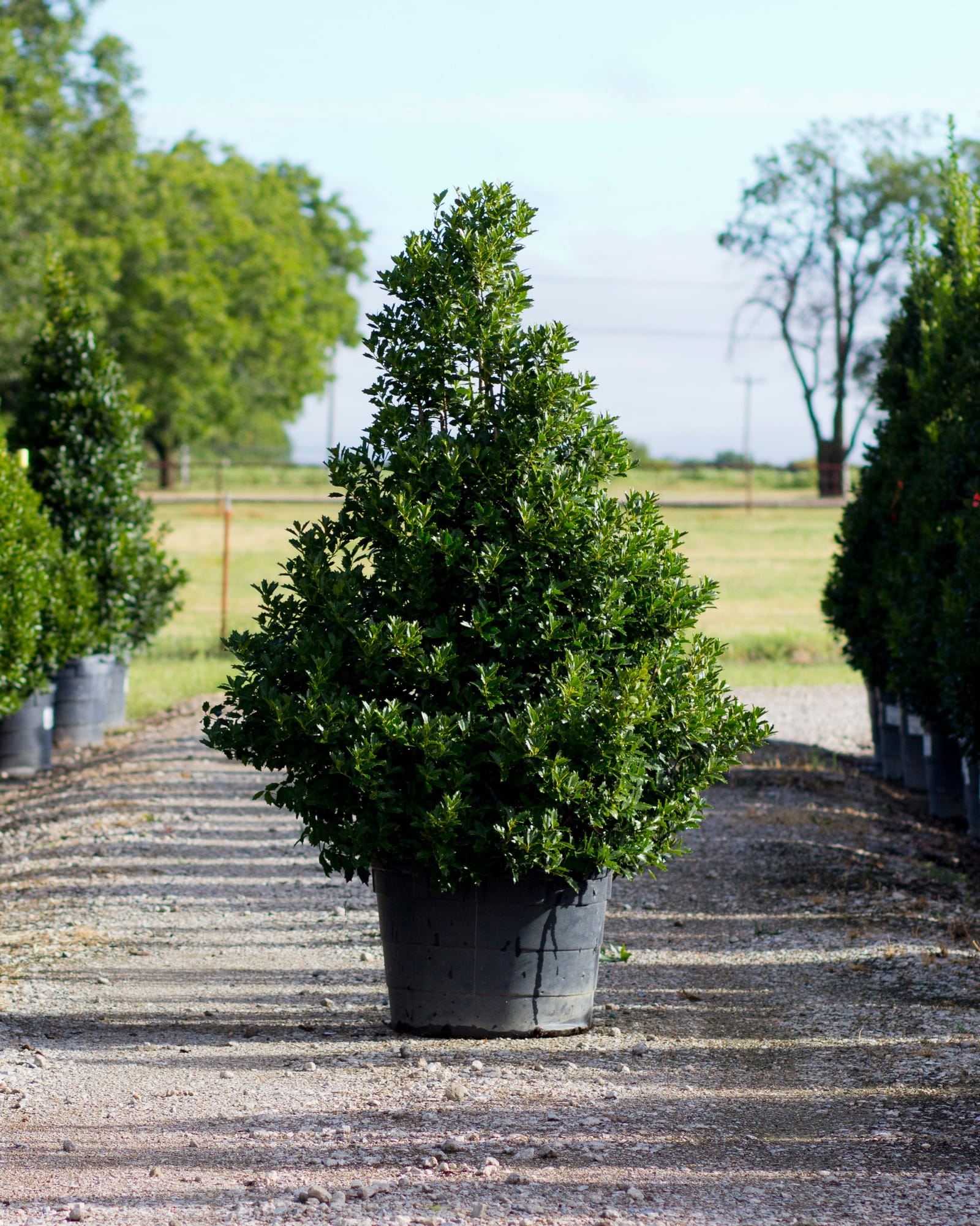 Oakland Holly dense green foliage Oakland Holly with dense glossy green foliage in a nursery container