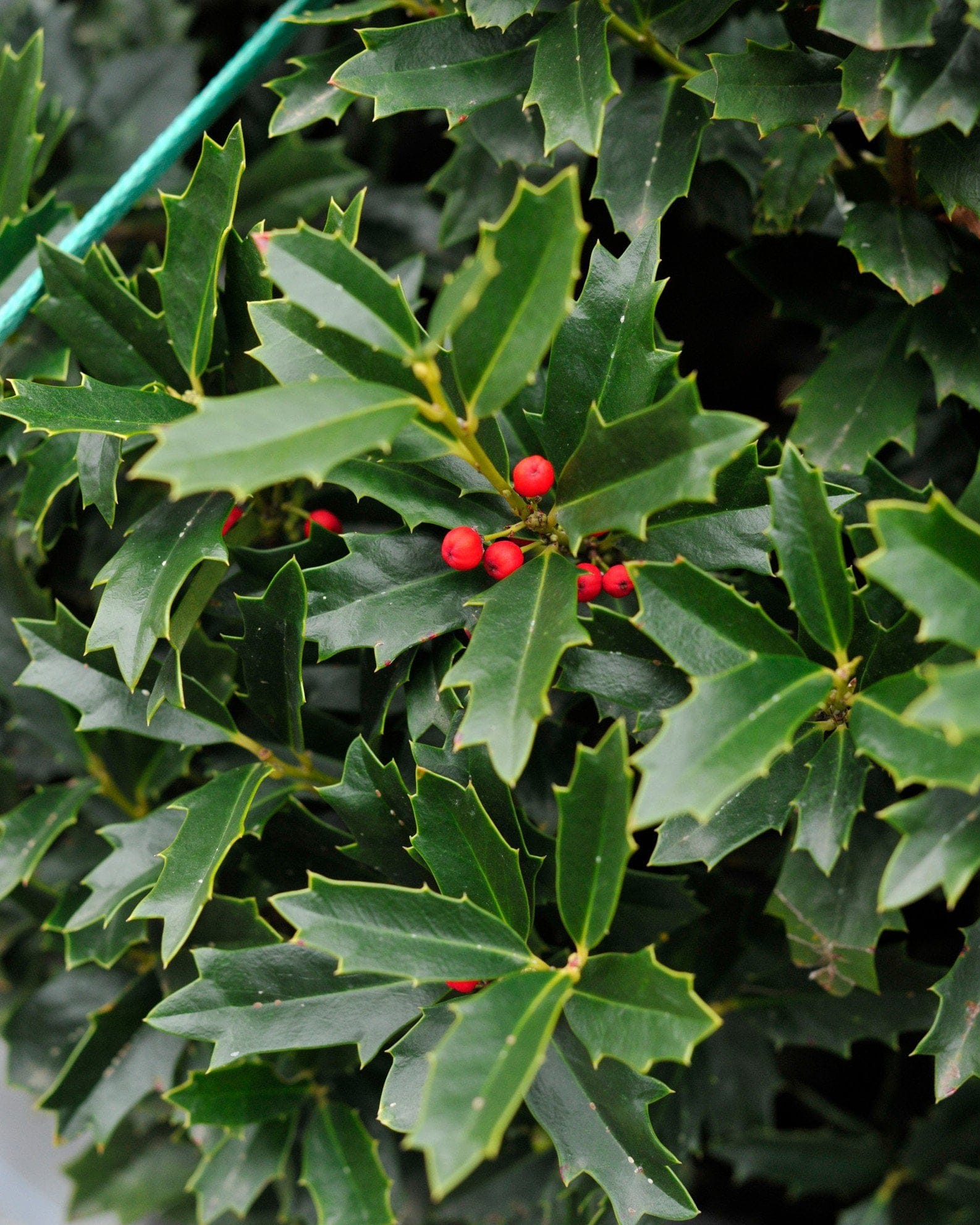 Oakleaf Holly red berries Oakleaf Holly with glossy, sharply toothed green leaves and clusters of bright red berries