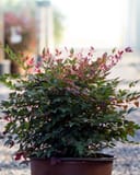 Obsession Nandina with burgundy and green foliage in a nursery container
