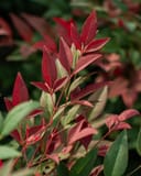 Obsession Nandina with slender red and green leaves
