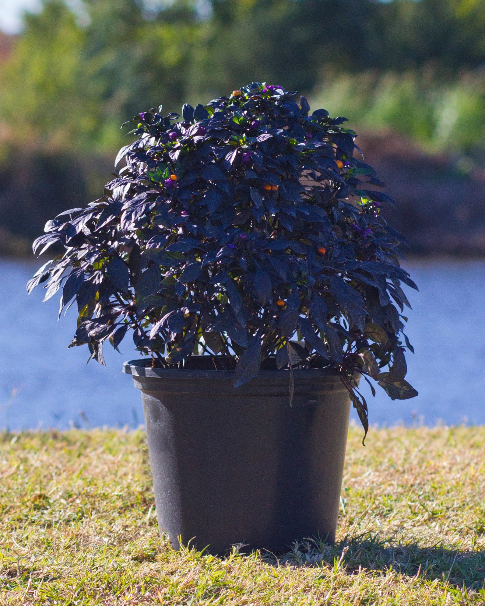 Onyx Orange Ornamental Pepper dark foliage Onyx Orange Ornamental Pepper with dark purple foliage and orange peppers in a black nursery container