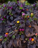 Onyx Orange Ornamental Pepper with dark foliage, purple flowers and bright orange fruit