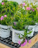Opening Act Ultra Pink Phlox with bright pink flowers and narrow green foliage in nursery containers