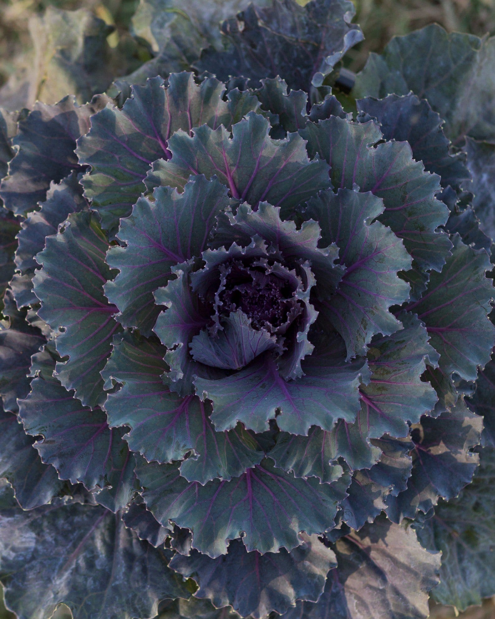 Osaka Red Cabbage - view 3