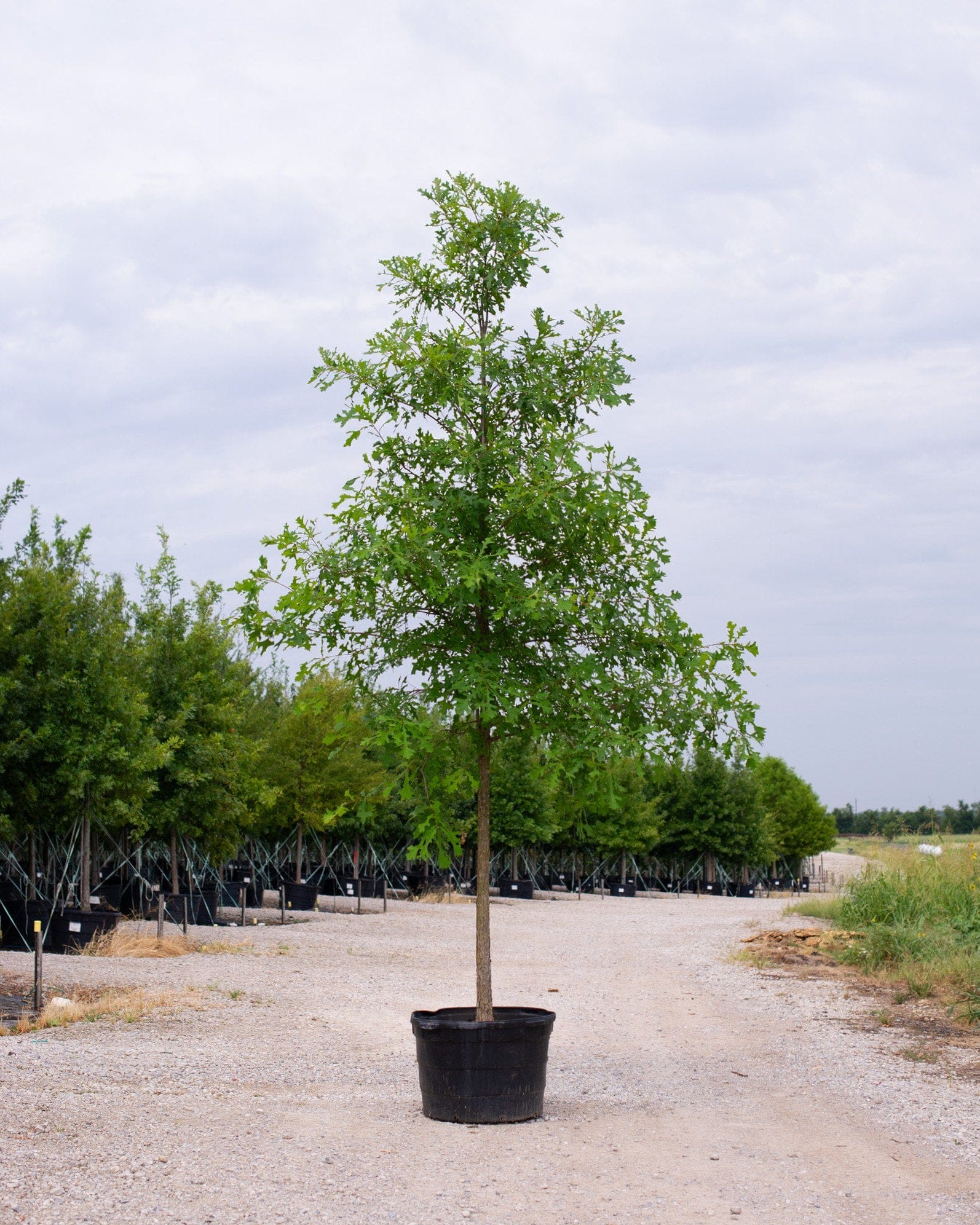 Overcup Oak