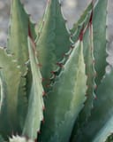 Palmer's Agave with blue green pointed leaves and red edged spines