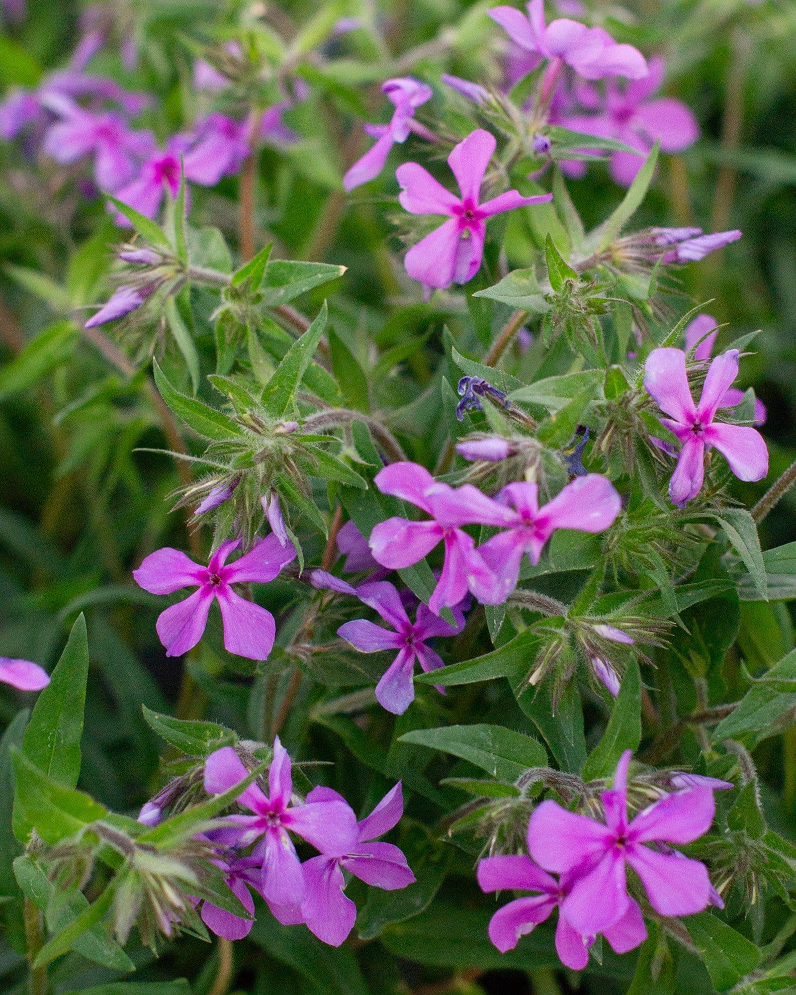 Paparazzi Jagger Phlox pink purple flowers Paparazzi Jagger Phlox with vibrant pink-purple flowers and narrow green foliage