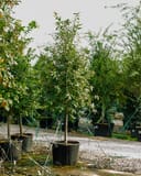 Paperbark Maple trees with slender trunks and green foliage in large nursery containers