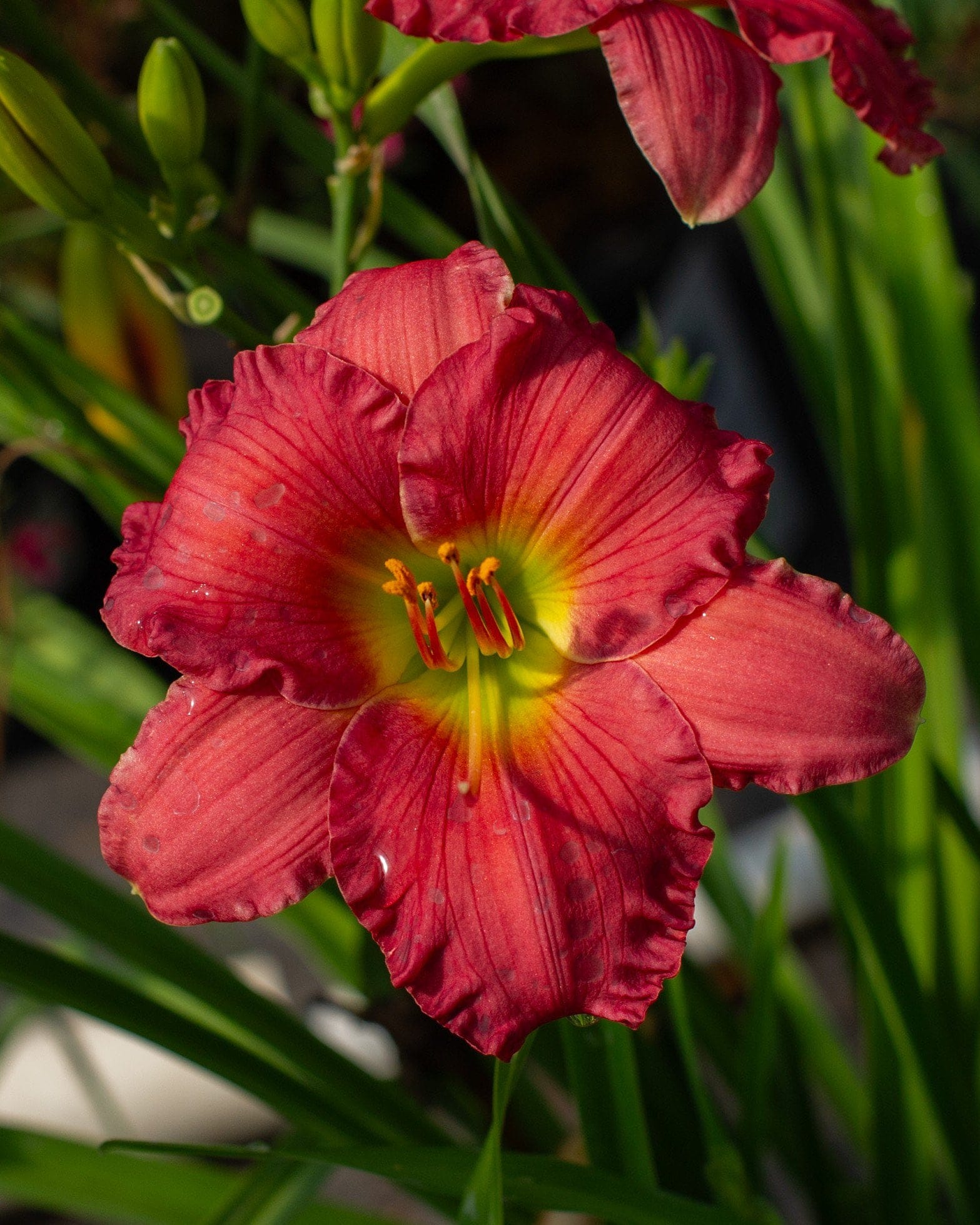 Passionate Retuns Daylily red flower Passionate Retuns Daylily with a large red flower and bright yellow green throat
