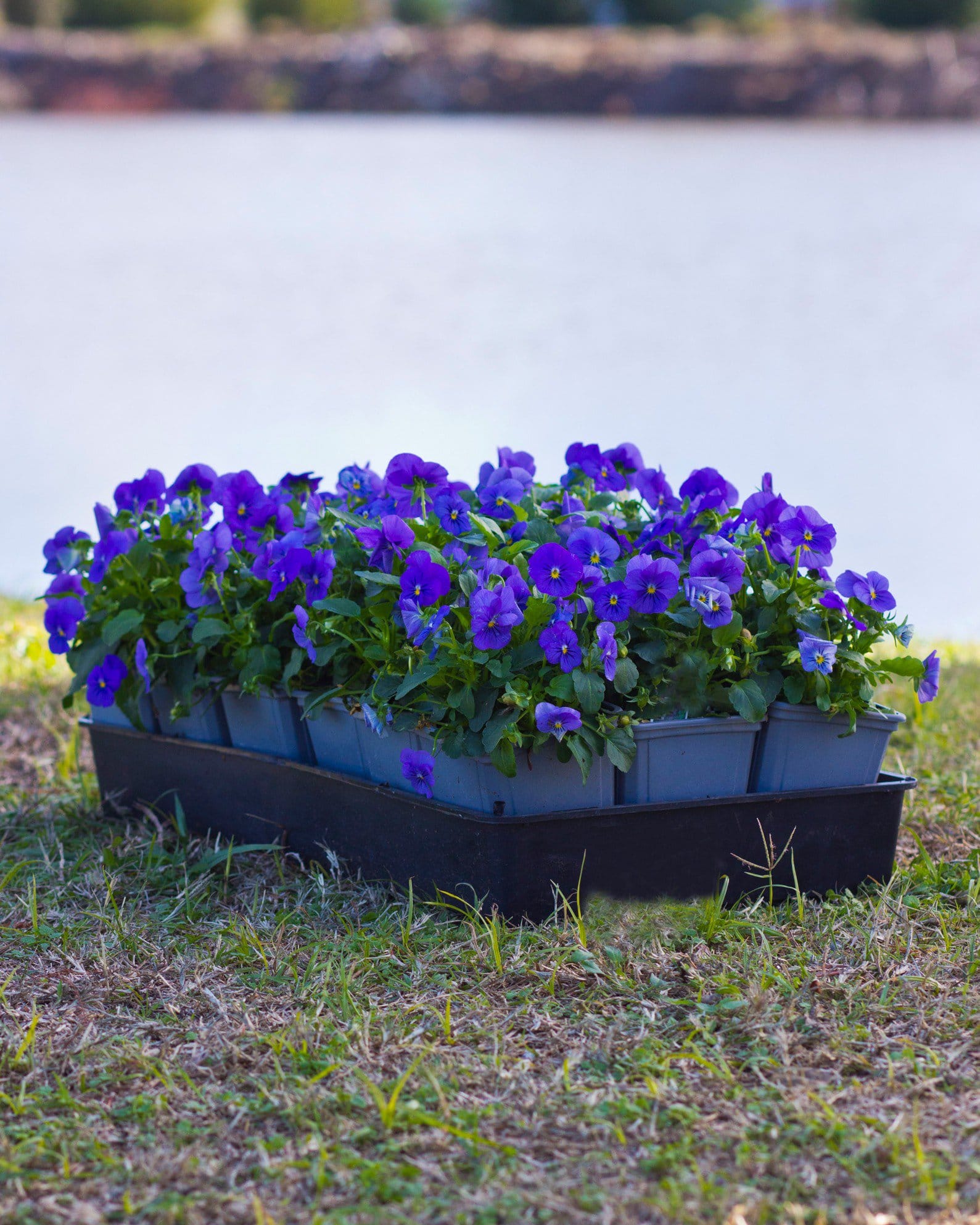 Penny Blue Viola purple flowers Penny Blue Viola blooming with purple flowers in a rectangular planter beside a pond