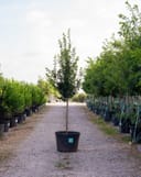 Persian Spire Ironwood in a container along a gravel nursery aisle