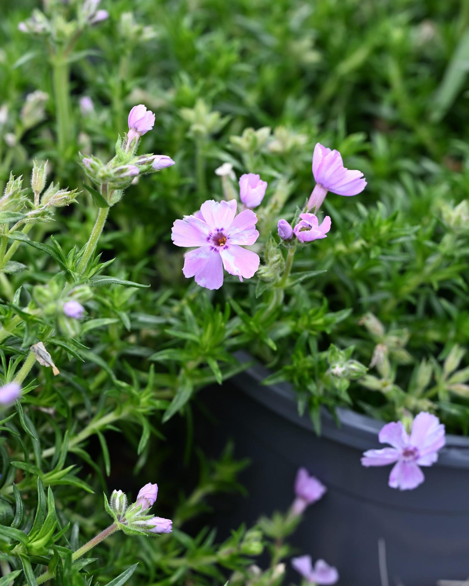 Phlox Trot Pink Creeping Phlox pink flowers Phlox Trot Pink Creeping Phlox with soft pink flowers and narrow green foliage in a nursery container