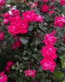 Pink Double Knock Out Rose covered in vivid pink blooms and dark green foliage