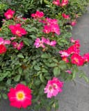Pink Drift Rose - Main Image