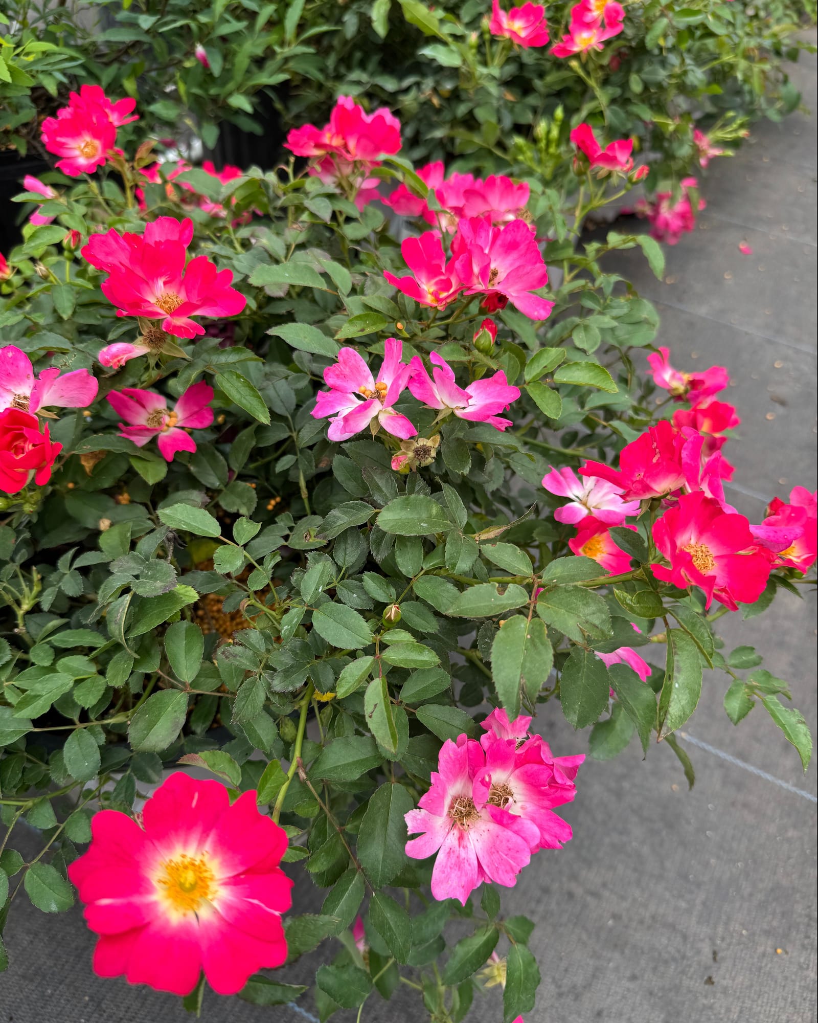 Pink Drift Rose