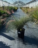 Pink Muhly with soft pink feathery plumes in a nursery container greenhouse