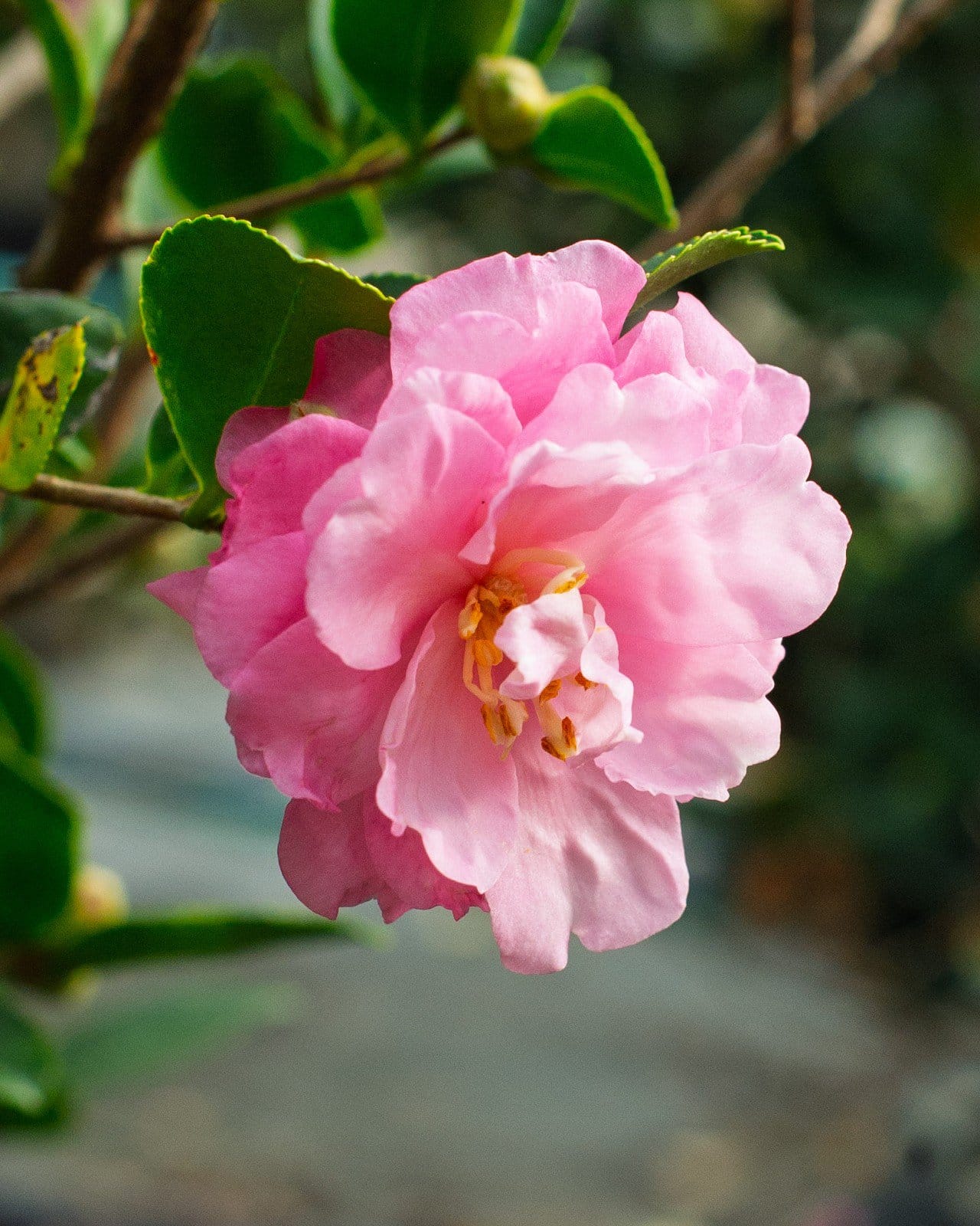 Pink Snow Camellia - view 3