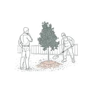 Planting Process