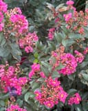 Plum Magic Crape Myrtle with vivid pink flower clusters and dark green foliage