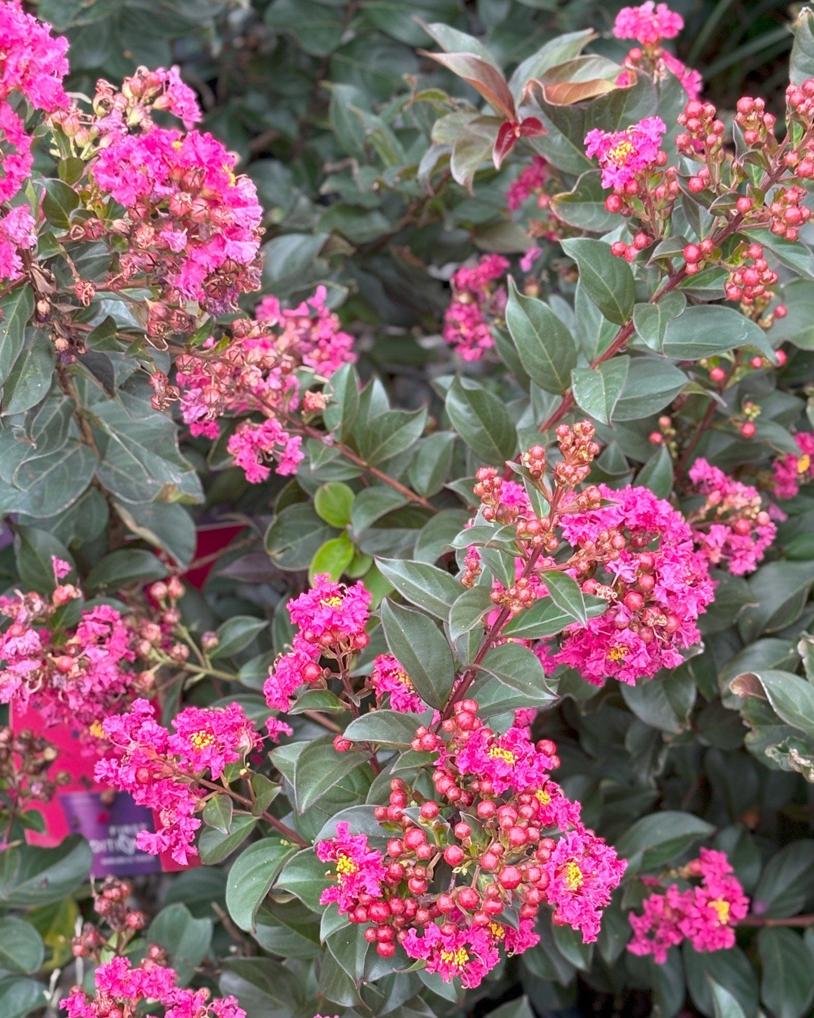 Plum Magic Crape Myrtle pink flowers Plum Magic Crape Myrtle with vivid pink flower clusters and dark green foliage