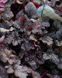 Plum Pudding Heuchera with ruffled dark purple and silver foliage in a nursery container