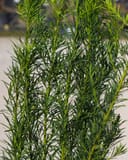 Plum Yew with slender upright stems and narrow dark green foliage