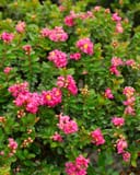 Pocomoke Crape Myrtle covered in bright pink flower clusters and green foliage