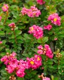 Pocomoke Crape Myrtle with clusters of bright pink flowers and glossy green leaves