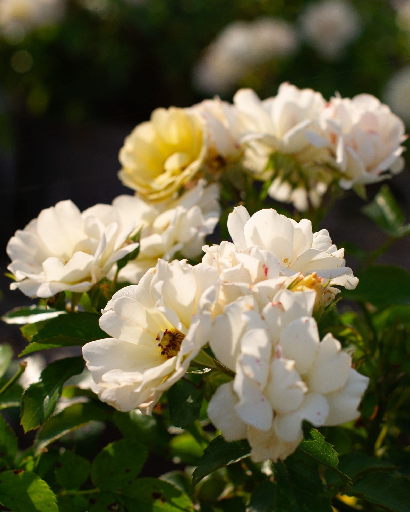 Popcorn Drift Rose white flowers Popcorn Drift Rose with clusters of creamy white flowers and yellow centers in green foliage