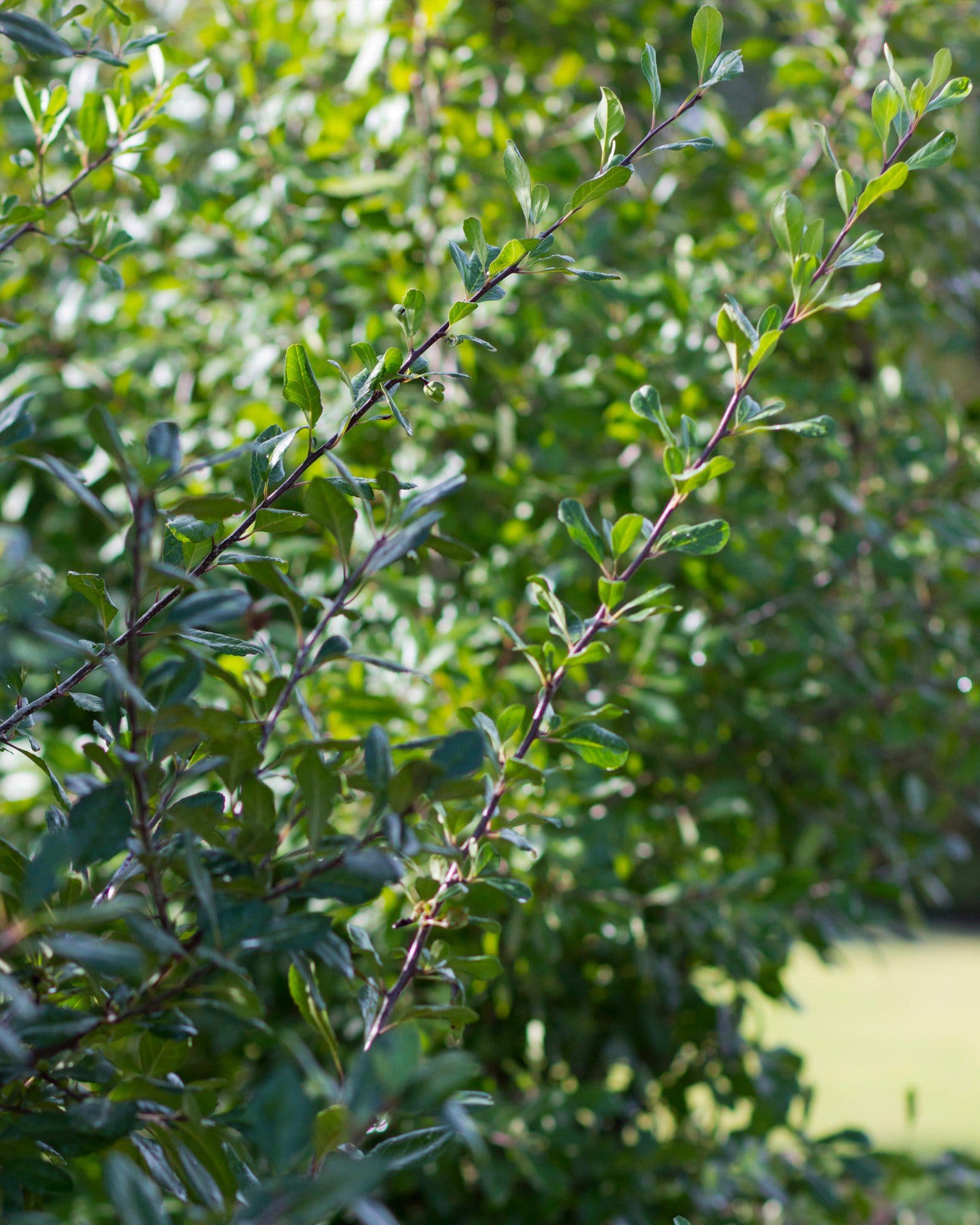 Possumhaw Holly - view 3