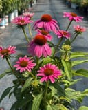 PowWow Wild Berry Coneflower with bright pink flowers and orange centers in a nursery container