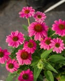 PowWow Wild Berry Coneflower with vivid pink flowers and dark centers in a nursery container