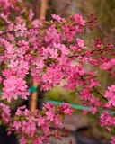 Prairifire Crabapple branches covered in bright pink blossoms and unopened buds