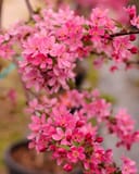 Prairifire Crabapple branches covered in bright pink flowers and unopened buds
